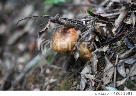 秋の味覚サマツ 43651991