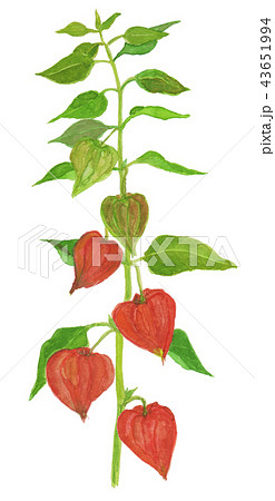 Physalis Alkekengi Var Franchetii ホオズキのイラスト素材