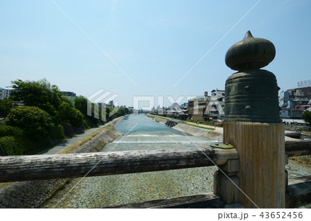 擬宝珠 擬宝珠 43652456