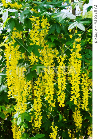 黄藤の花 ／ 黄フジの花　（ 栃木県 足利市 ） 43652972