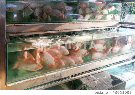 Live tilapia fish in restaurant aquarium 43653005