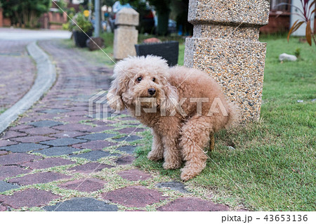 Poodle dog pooping defecate on grass in the park 43653136