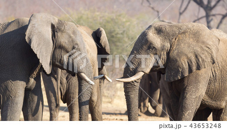 African elephants cuddling 43653248