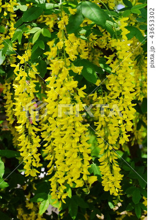 黄藤の花 / 黄フジの花 ( 栃木県 足利市 ) 黄藤の花 / 黄フジの花 ( 栃木県 足利市 ) 43653302