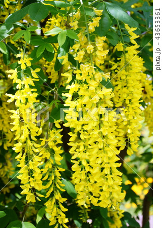 黄藤の花 ／ 黄フジの花　（ 栃木県 足利市 ） 43653361