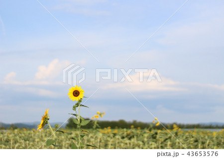 河北潟 ひまわり 河北潟 ひまわり 43653576