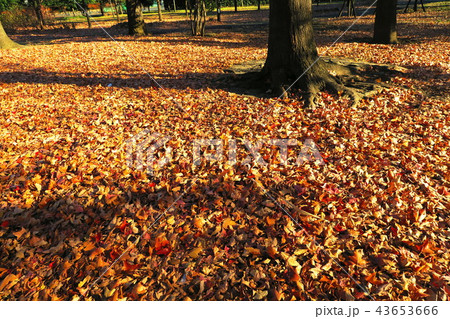 紅葉の風景 43653666