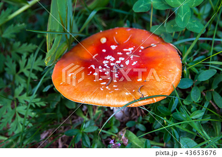 The toxic mushroom Amanita muscaria 43653676