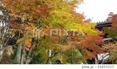 兵庫の播州清水寺の紅葉２ 43654325