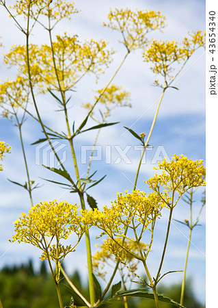 真夏の女郎花 43654340