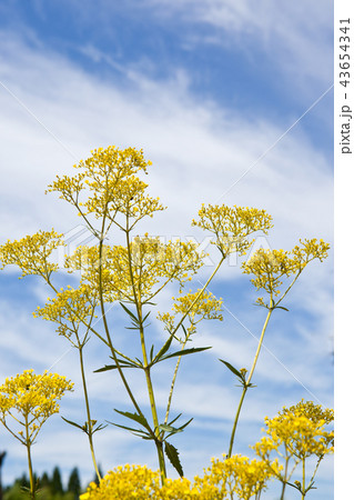 真夏の女郎花 43654341