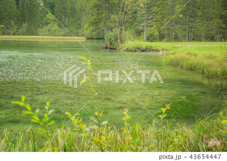 Schiederweiher, beautiful lake in Austria   43654447
