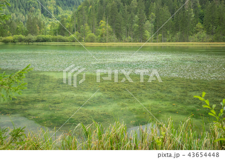 Schiederweiher, beautiful lake in Austria Schiederweiher, beautiful lake in Austria 43654448