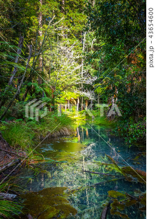 Whakarewarewa Redwood forest, Rotorua, New Zealand 43654600