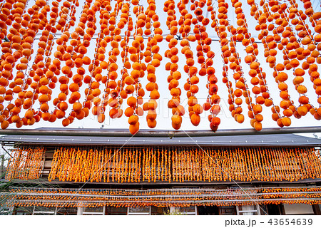 (山梨県)ころ柿の里・枯露柿 (山梨県)ころ柿の里・枯露柿 43654639