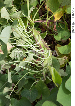 サツマイモの茎がくっついている! サツマイモの茎がくっついている! 43654703