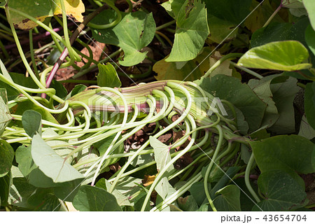 サツマイモの茎がくっついている！ 43654704