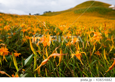 ニッコウキスゲ キスゲ デイリリー 43654882