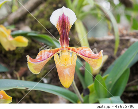 Paphiopedilum villosum wild orchids. Paphiopedilum villosum wild orchids. 43655796