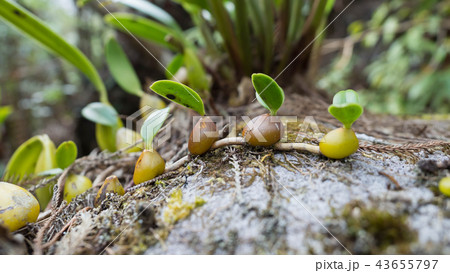Bulbophyllum nutans wild orchids. 43655797
