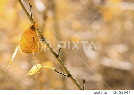 Yellow leaf hanging on branch in autumn 43655944