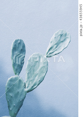 Desert plant in pale green shades 43655945
