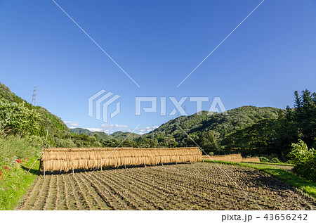 実りの秋　宮城　稲棒かけ 43656242