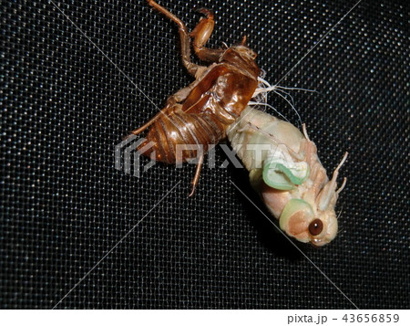 セミ セミ 43656859