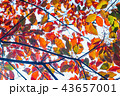 赤い葉 モミジの葉 赤葉 43657001