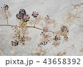 花ウドの実 43658392