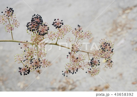 花ウドの実 花ウドの実 43658392