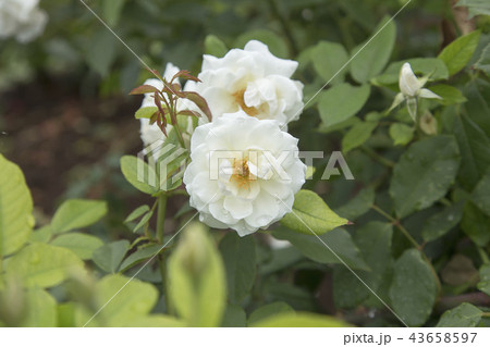 荒尾市 おもやい市民花壇 バラの花、 荒尾市 おもやい市民花壇 バラの花、 43658597