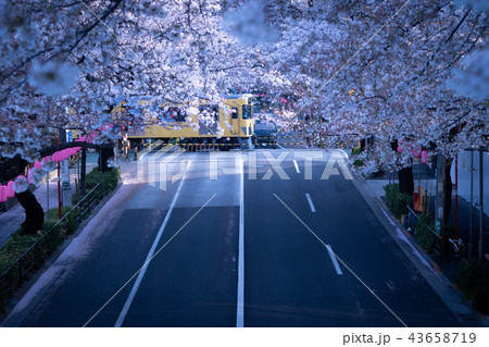【東京の桜】 早朝・西武線・踏切り 43658719