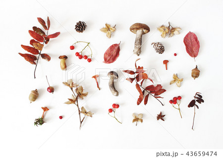 Autumn styled botanical arrangement. Composition of mushrooms, acorns, pine cones, beechnuts 43659474