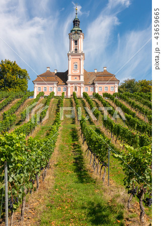 Vineyards and the pilgrimage church at Birnau 43659665
