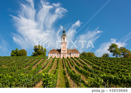 Vineyards and the pilgrimage church at Birnau Vineyards and the pilgrimage church at Birnau 43659666