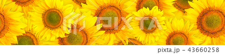 Panorama pattern flowers sunflower 43660258
