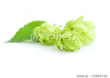 Hop cones (Humulus) isolated closeup on white 43660316