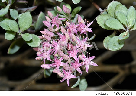 ヒダカミセバヤ ヒダカミセバヤ 43660973