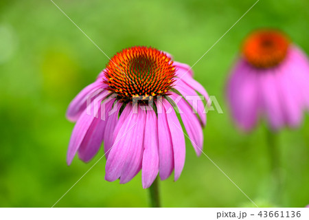 Echinacea flowers (Echinacea purpurea) Echinacea flowers (Echinacea purpurea) 43661136