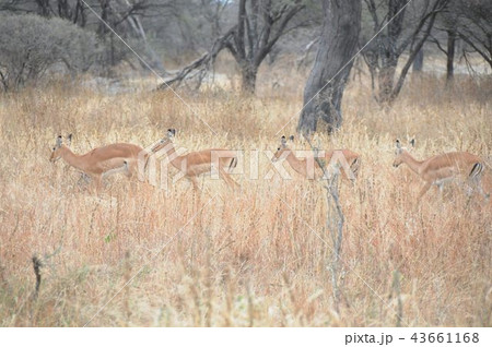 タンザニア、タランギーレ国立公園、インパラ 43661168
