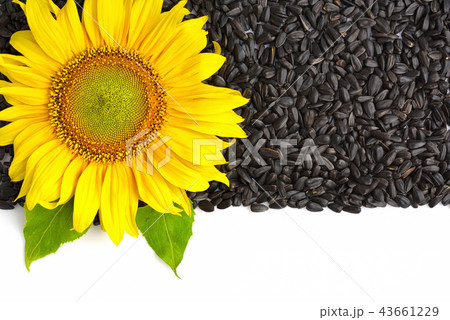 Yellow sunflower and sunflower seeds 43661229