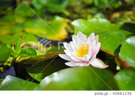 White water lily in the pond (Nymphaea alba) 43661236