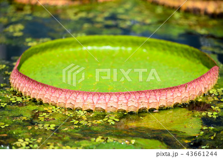 Leaf of a Victoria Amazonica or Victoria Regia 43661244