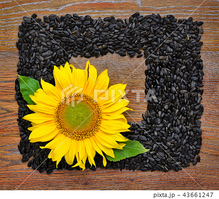 Yellow sunflower and sunflower seeds Yellow sunflower and sunflower seeds 43661247