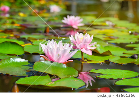 Pink lotus blossoms or water lily flowers blooming 43661266