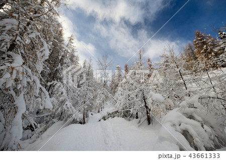Winter time in the Alps. 43661333