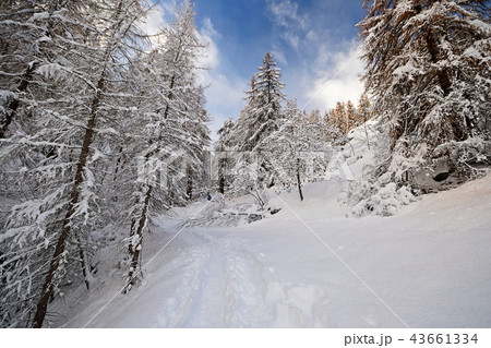Winter time in the Alps. 43661334