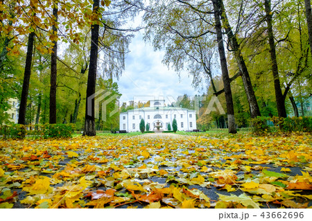 Autumn trees on the alley in the city park.  43662696