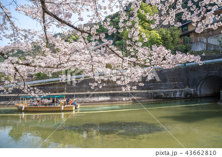 春の山科疏水 43662810